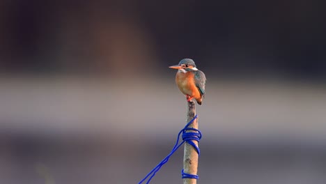 Beautiful-male-common-kingfisher--in-Morning