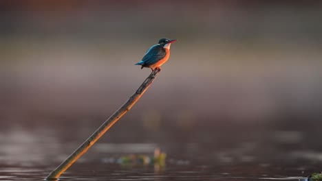 Young-common-kingfisher-Perched-in-morning