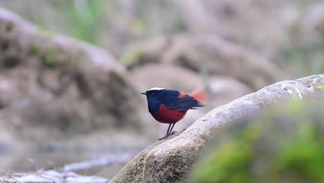 White-capped-Water-Redstart-on-Rock-in-water-Stream