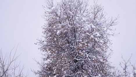 Schnee-Fällt-Sanft-Auf-Bäume-In-Guardiagrele,-Abruzzen,-Italien