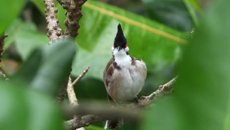 Wild-red-whiskered-bulbul,-pycnonotus-jocosus-perched-on-tree-branch-in-the-forest-canopy,-preening,-grooming-and-cleaning-its-feathers,-wondering-around-its-surrounding-environment,-close-up-shot