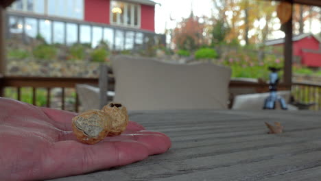 Close-up-of-hand-feeding-peanuts-to-a-cute-chipmunk