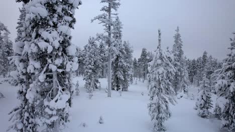 Die-Drohne-Steigt-Aus-Dem-Verschneiten-Wald-Auf-Und-Zeigt-Eine-Sehr-Hohe-Kiefer-In-Lappland,-Finnland-Und-Am-Polarkreis