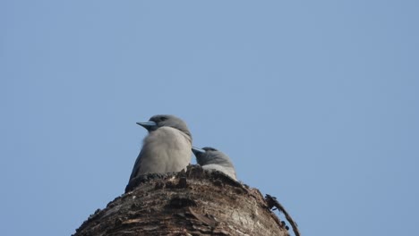 Birds-relaxing-on-tree-