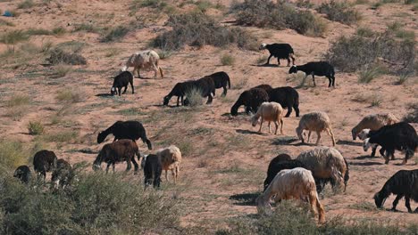 Najdi-Sheep,-native-to-the-Arabian-Peninsula's-Najd-region,-graze-in-the-desert
