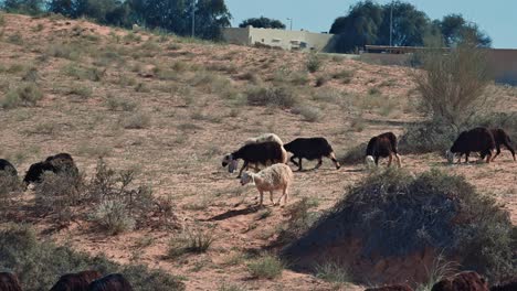Najdi-Schafe,-Die-In-Der-Najd-Region-Der-Arabischen-Halbinsel-Beheimatet-Sind,-Grasen-In-Der-Wüste