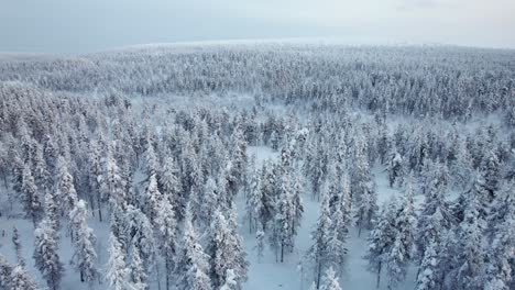 Drohne-Fliegt-über-Erstaunlichen-Schneebedeckten-Wald-In-Lappland,-Finnland,-Polarkreis