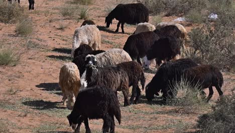 The-Najdi-Sheep,-originating-from-the-Najd-region-in-the-Arabian-Peninsula,-are-commonly-spotted-grazing-in-the-desert