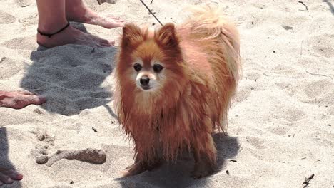Cute,-brown-Pomeranian-dog-on-a-leash-at-the-beach-looking-up-at-it's-people