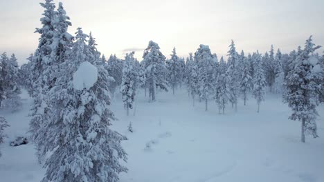 Drohne-Fliegt-In-Richtung-Verschneiter-Waldlandschaft-In-Lappland,-Finnland,-Polarkreis