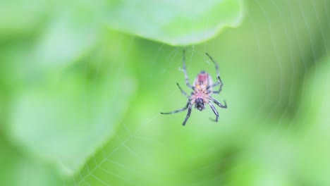 A-breeze-moves-an-Alpaida-versicolor-orb-weaver-spider-at-the-center-of-her-web