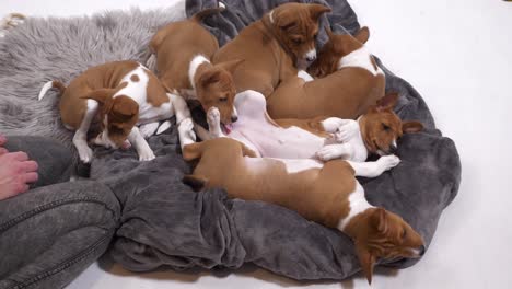 Observe-as-Basenji-dog-puppies-lay-peacefully-on-a-soft-blanket,-radiating-warmth-and-comfort-in-this-heartwarming-stock-footage