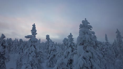 Drone-Flys-Close-To-Tree-Tops-In-Snowy-Forest-In-Lapland,-Finland,-Arctic-Circle