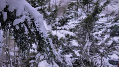 Mit-Schnee-Bedeckte-Bäume,-Guardiagrele,-Abruzzen,-Italien