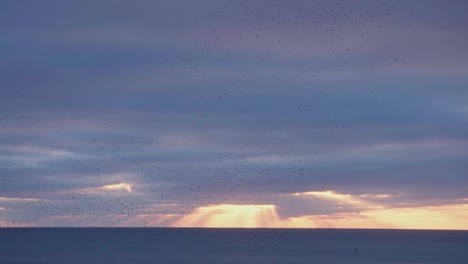Schwalben-Murmeln-Und-Fliegen-über-Einen-Wunderschönen-Sonnenuntergang-Auf-Dem-Meer