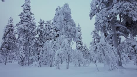 Drone-Vuela-A-Través-Del-Bosque-En-Un-Bosque-Nevado-En-Laponia,-Finlandia,-Círculo-Polar-ártico