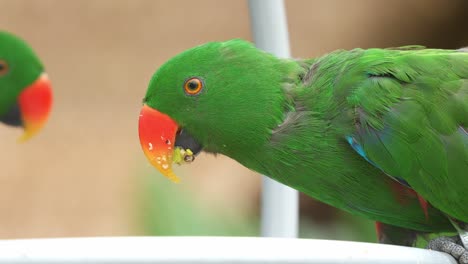 Close-up-shot-of-a-male-moluccan-eclectus,-eclectus-roratus-feeding-on-a-mix-of-fruits,-seeds-and-vegetables-in-the-backyard
