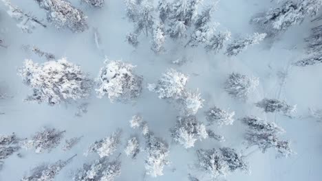 Drone-Descends-Down-Into-Snowy-Forest-In-Lapland,-Finland,-Arctic-Circle