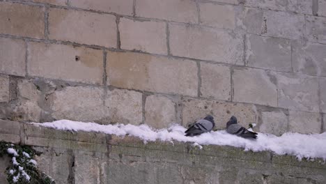 Tauben-Drängen-Sich-Im-Winter-Auf-Einer-Ziegelmauer-Zusammen,-Um-Sich-Warm-Zu-Halten,-Guardiagrele,-Abruzzen,-Italien