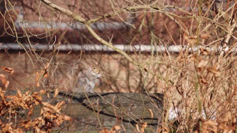 Squirrel-Eating-Something-on-Shed-Rooftop-in-Autumn-Garden