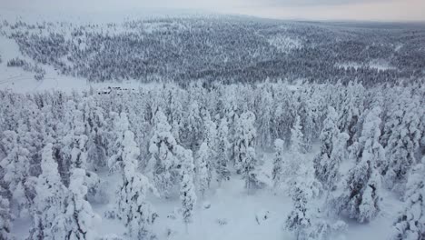 Vista-Aérea-Por-Drones-Del-Paisaje-Nevado-De-Pinos-En-Laponia,-Finlandia,-Círculo-ártico