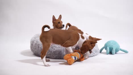 Experience-the-playful-charm-of-Basenji-dog-puppies-as-they-frolic-and-play-together-on-the-floor,-capturing-delightful-moments-in-this-endearing-stock-footage