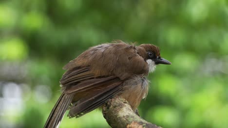 Wild-white-throated-laughingthrush,-pterorhinus-albogularis-spotted-perching-on-tree-branch-in-high-alert,-observing-the-surroundings,-the-bird-with-serious-feathers-loss-in-neck-area,-close-up-shot