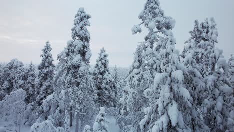 Drone-Flys-Through-Snow-Covered-Trees-in-Lapland,-Finland,-Arctic-Circle