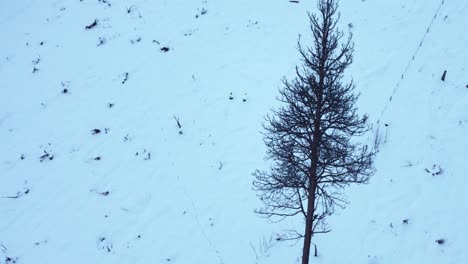 Amid-a-winter-landscape,-a-tree-sits-alone-reaching-the-sky-surrounded-by-snow-covered-mountains