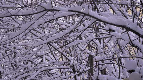 Mit-Schnee-Und-Eis-Bedeckte-Bäume,-Guardiagrele,-Abruzzen,-Italien