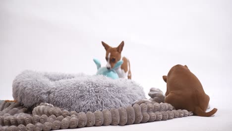 Indulge-in-the-adorable-antics-of-these-Basenji-puppies-as-they-have-a-blast,-showcasing-their-playful-charm-and-boundless-energy-in-this-endearing-stock-footage