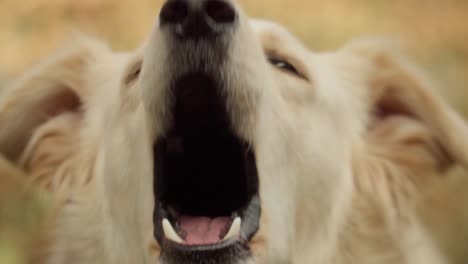 Close-Up-of-Angry-Golden-Dog-Barking-in-Slow-Motion