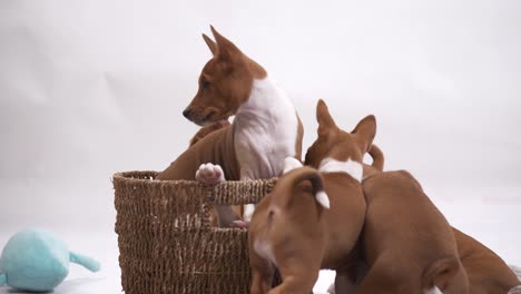 Laugh-along-with-these-amusing-small-Basenji-dogs-as-they-play-and-explore-inside-a-bin,-showcasing-their-delightful-antics-in-this-entertaining-stock-footage