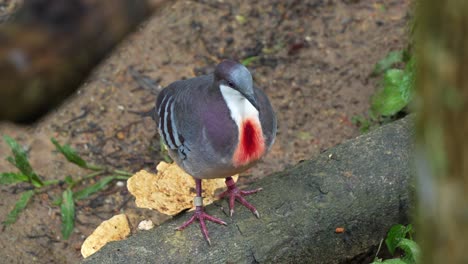Luzon-bleeding-heart,-gallicolumba-luzonica-with-distinctive-red-blood-like-patch-on-the-breast,-standing-on-wood-log,-wondering-around-its-surrounding-environment,-close-up-shot