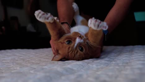 Orange-tabby-cat-being-massaged