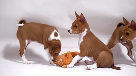 Experience-the-playful-camaraderie-between-a-group-of-Basenji-puppies-and-a-stuffed-fox-in-this-adorable-and-heartwarming-stock-footage