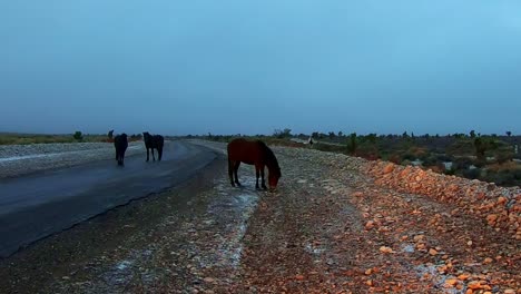 Horses-on-the-highway-at-Cold-Creek-Nevada