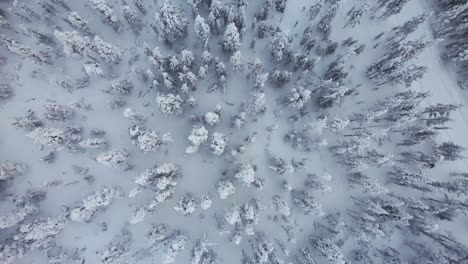 Drone-Ascends-Out-Of-Snow-Covered-Forest-in-Lapland,-Finland,-Arctic-Circle