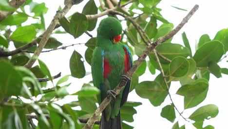 Male-moluccan-eclectus,-Eclectus-roratus-spotted-perching-on-tree-branch-in-the-forest,-preening,-grooming-and-cleaning-its-beautiful-emerald-green-feathers-with-its-beak,-close-up-shot