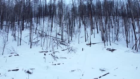 Nach-Einer-Langen-Waldbrandperiode-In-British-Columbia-Erwachen-Die-Überreste-Eines-Verbrannten-Waldes-Auf-Einem-Schneebedeckten-Berg-Wieder-Zum-Leben