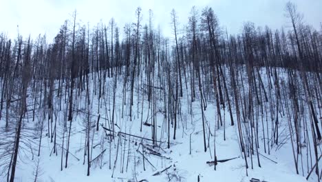 Following-a-long-period-of-forest-fires-in-British-Columbia,-the-remains-of-a-burnt-forest-on-a-snow-covered-mountain-comes-back-to-life