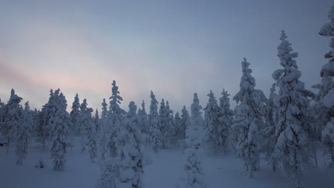 El-Dron-Asciende-Por-Encima-Del-Bosque-En-Un-Bosque-Nevado-En-Laponia,-Finlandia,-El-Círculo-Polar-ártico.