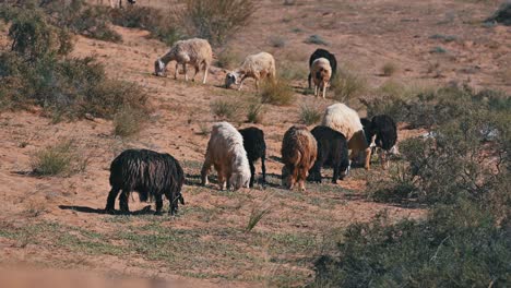 Najdi-Sheep,-native-to-the-Arabian-Peninsula's-Najd-region,-graze-in-the-desert