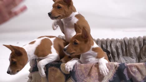 Admire-the-irresistible-charm-of-a-Basenji-puppy-as-it-poses-cutely-within-a-cozy-basket,-capturing-heartwarming-moments-in-this-adorable-stock-footage