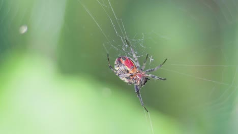 Closeup-of-an-Alpaida-versicolor-orb-weaver-spider-moving-her-legs-and-on-her-web