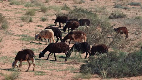 The-Najdi-Sheep,-originating-from-the-Najd-region-in-the-Arabian-Peninsula,-are-commonly-spotted-grazing-in-the-desert