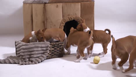 Enjoy-the-playful-charm-of-a-group-of-Basenji-dogs-captured-in-captivating-slow-motion,-showcasing-their-humorous-antics-in-this-delightful-stock-footage