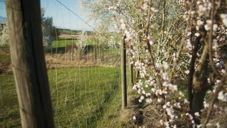 Weiße-Blüten-An-Den-Ästen-Der-Bäume-Wehen-|-Blühende-Weiße-Bäume-In-Apfelorchidee,-Ackerland-In-Deutschland,-Europa,-4k