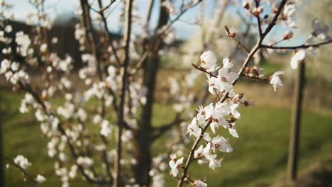 Weiße-Blüten-Auf-Kleinen-Ästen-Wehend-|-Blühende-Weiße-Bäume-In-Apfelorchidee,-Ackerland-In-Deutschland,-Europa,-4k