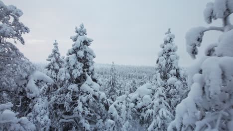 Drone-Flys-Closely-Through-Snow-Covered-Trees-in-Lapland,-Finland,-Arctic-Circle